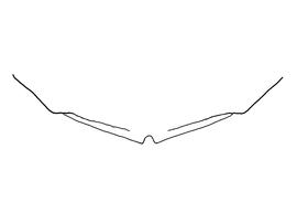   Anthidium cockerelli  female, diagram showing the dorsal view of the sixth tergite (T6), diagram from Gonzalez and Griswold 2013 
